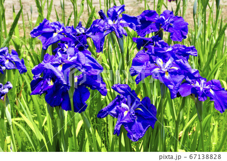 特別史跡　多賀城跡のあやめ 67138828