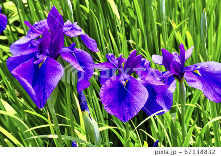 特別史跡 多賀城跡のあやめ 特別史跡 多賀城跡のあやめ 67138832