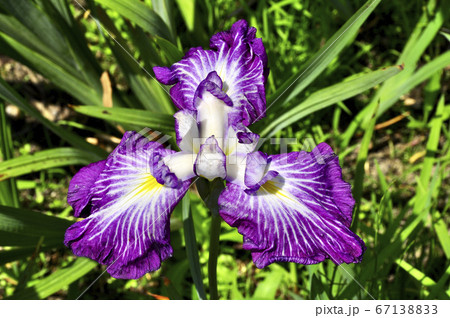 特別史跡　多賀城跡のあやめ 67138833