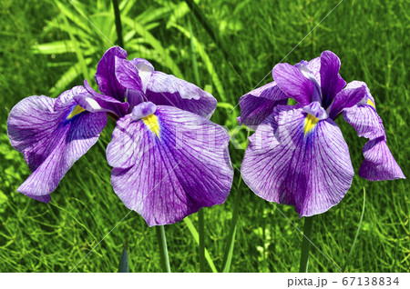 特別史跡　多賀城跡のあやめ 67138834