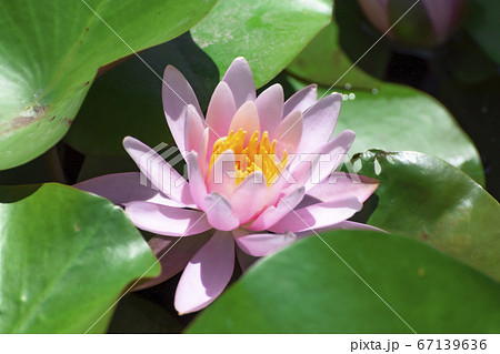 蓮の花 （新発田五十公野公園あやめ園） 67139636