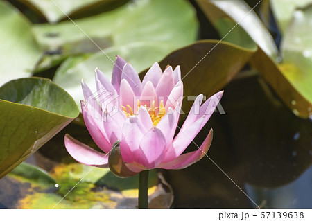 蓮の花 （新発田五十公野公園あやめ園） 67139638