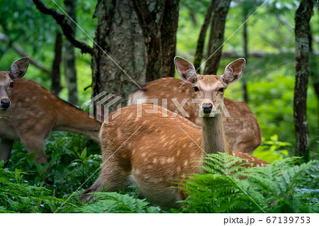 愛冠岬のエゾシカ 67139753