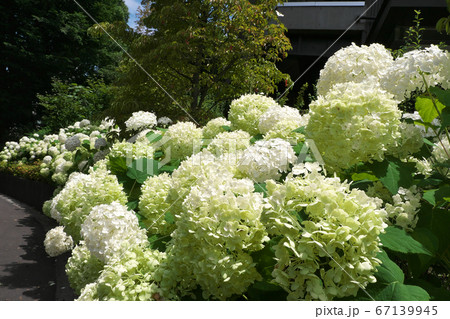 見ごろを迎えた白い紫陽花 アナベル の写真素材