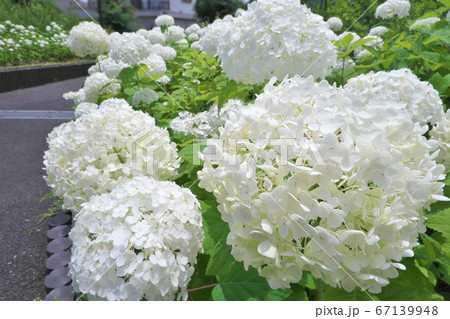 純白の大きな花が人気の紫陽花「アナベル」 純白の大きな花が人気の紫陽花「アナベル」 67139948
