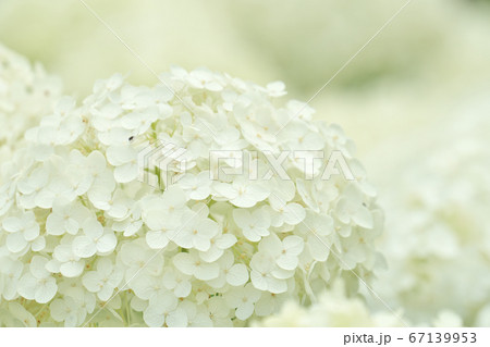 純白の花が人気の紫陽花「アナベル」 純白の花が人気の紫陽花「アナベル」 67139953