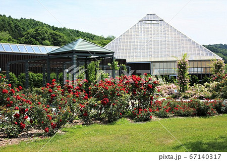 いわみざわ公園 バラ園 北海道岩見沢市 の写真素材