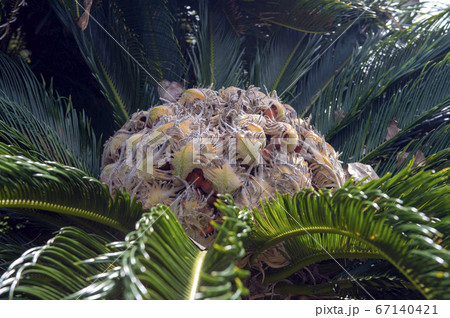 蘇鉄の花 67140421