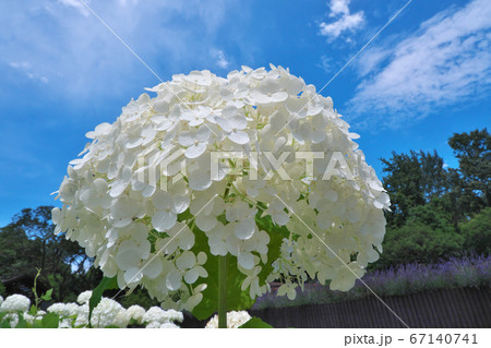大きくて純白の花が人気の紫陽花「アナベル」 大きくて純白の花が人気の紫陽花「アナベル」 67140741