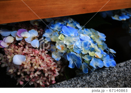 ガラス細工のような紫陽花が浮く花手水の写真素材