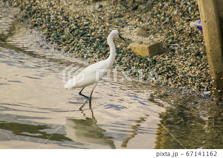 Egret walking on the water. Egret walking on the water. 67141162