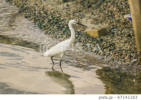 Egret walking on the water. Egret walking on the water. 67141163
