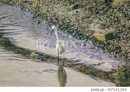 Egret walking on the water. Egret walking on the water. 67141164