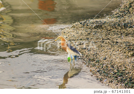 Javan Pond Heron walking on the water 67141301