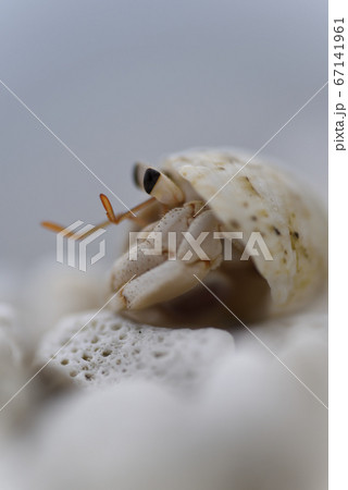 奄美大島の海岸で生活する砂浜性オカヤドカリの仲間 67141961
