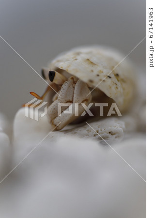 奄美大島の海岸で生活する砂浜性オカヤドカリの仲間 奄美大島の海岸で生活する砂浜性オカヤドカリの仲間 67141963