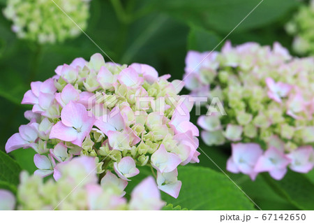 紫陽花8238 紫陽花8238 67142650
