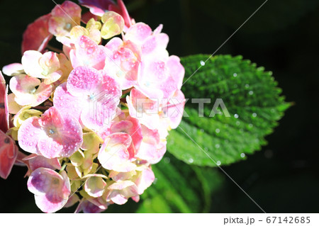 紫陽花8198 67142685