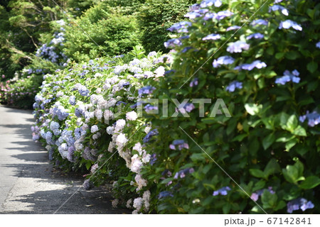 日本の岡山県で見た美しい紫陽花 67142841