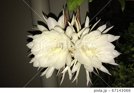 月下美人　ツイン　夜　咲く 67143066