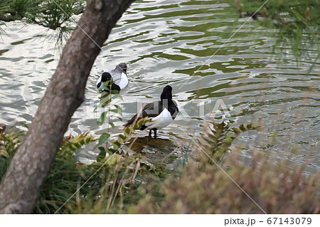 水辺に佇むキンクロハジロのオスと池で泳ぐスズガモのオスの写真素材