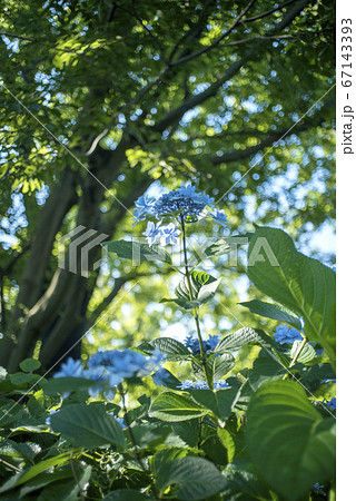 シュナイダーレンズの描写 67143393