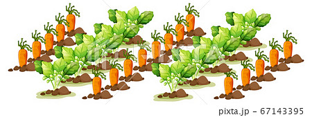 Little carrots in field farm isolated in cartoon 67143395