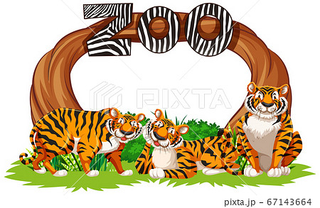 Tigers with zoo entrance sign Tigers with zoo entrance sign 67143664