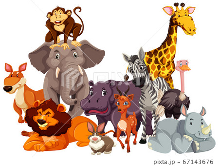 Group of wild animal Group of wild animal 67143676