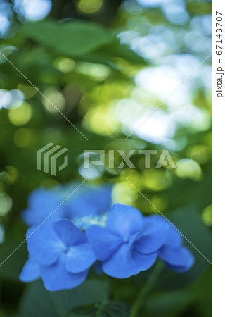 マイヤーレンズの描写 67143707