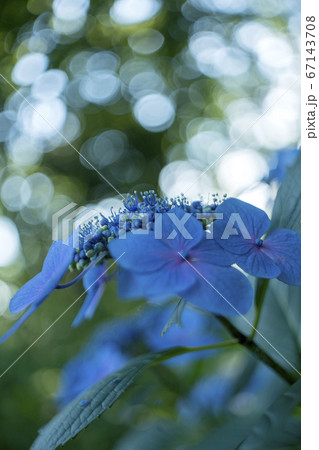 マイヤーレンズの描写 マイヤーレンズの描写 67143708