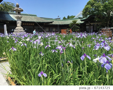 宮地嶽神社 菖蒲祭りの写真素材