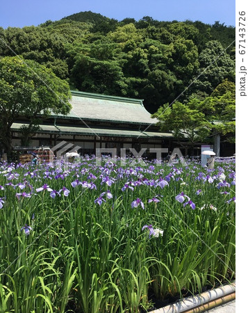 宮地嶽神社 菖蒲祭りの写真素材