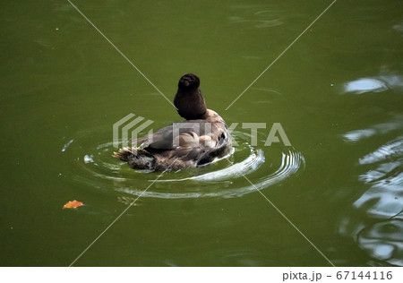 池で泳ぐキンクロハジロ【メスの後姿】 67144116