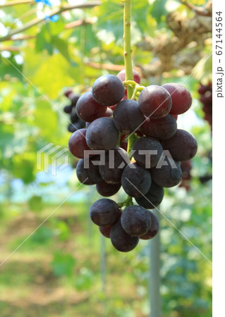 観光農園のぶどう 観光農園のぶどう 67144564