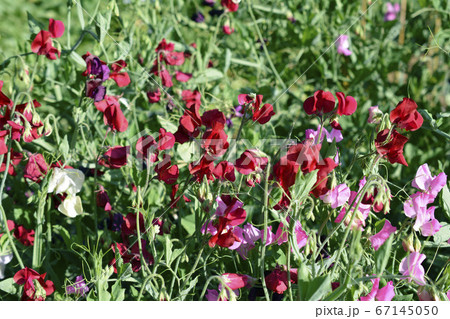 スイートピー、花畑、家庭菜園、畑、花壇、花イメージ素材 67145050