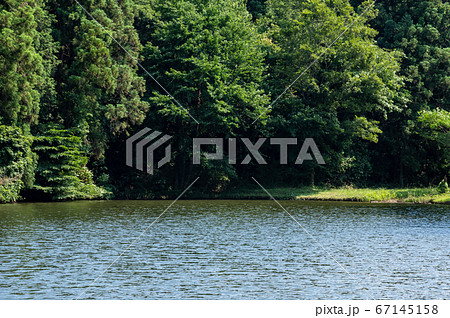 水辺の森 水面と茂る木々 b-1 水辺の森 水面と茂る木々 b-1 67145158