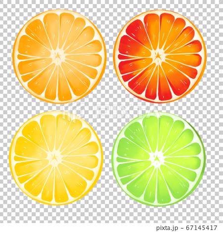 みずみずしい柑橘系果物のイラスト素材