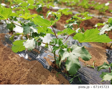 晴れの日のオクラ畑 67145723