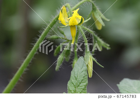 トマトの花 トマトの花 67145783