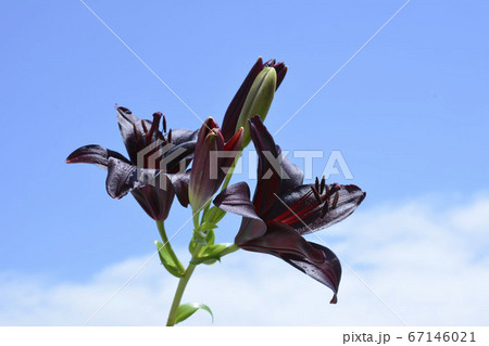 惹きつけられるシックな花色のユリ、青空、雲、季節の花イメージ素材 67146021