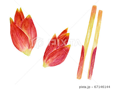 ミョウガとミョウガダケ(水彩画) ミョウガとミョウガダケ(水彩画) 67146144