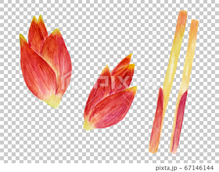 ミョウガとミョウガダケ(水彩画) ミョウガとミョウガダケ(水彩画) 67146144