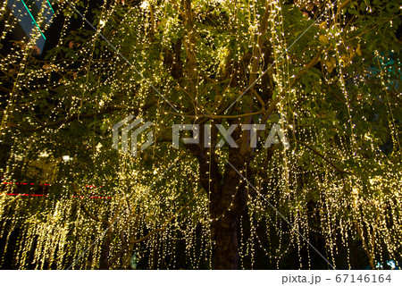 cable of string led lights on tree in the garden 67146164