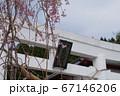 金蛇水神社の鳥居と桜 67146206