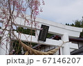 金蛇水神社の鳥居と桜 67146207