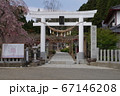 金蛇水神社の鳥居と桜 67146208