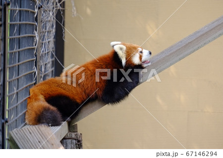 レッサーパンダ (旭山動物園) レッサーパンダ (旭山動物園) 67146294