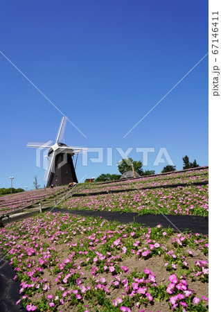 大阪市 花博記念公園鶴見緑地 風車と夏の花 ペチュニア 夏 の写真素材