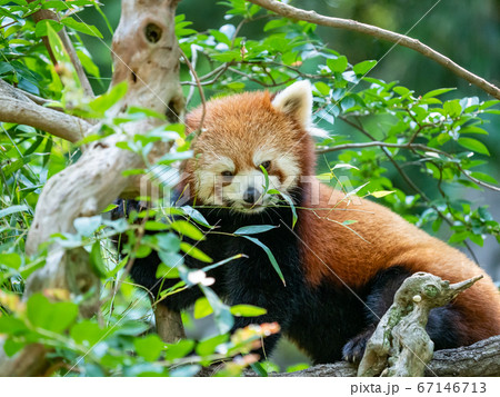 レッサーパンダの様々なシーン　樹上で笹を食べる　左向き 67146713